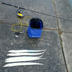 雨後は若干状況の変化あり。でも時合に5匹ゲット。